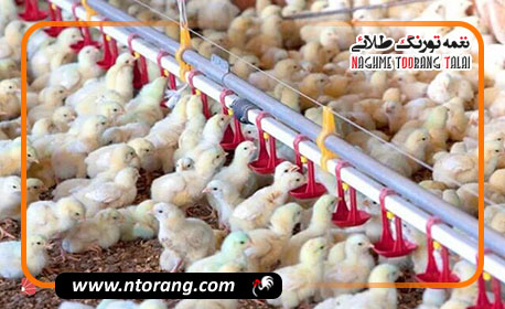 مرغداران در آستانه ورشکستگی؛ هشدار دبیر فدراسیون طیور درباره تداوم تولید